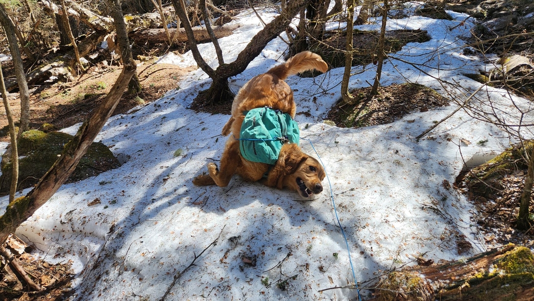 sunny hugging the snow