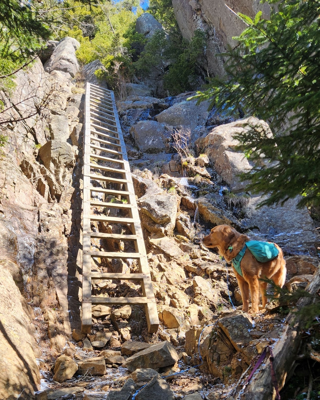 sunny at the big ladder