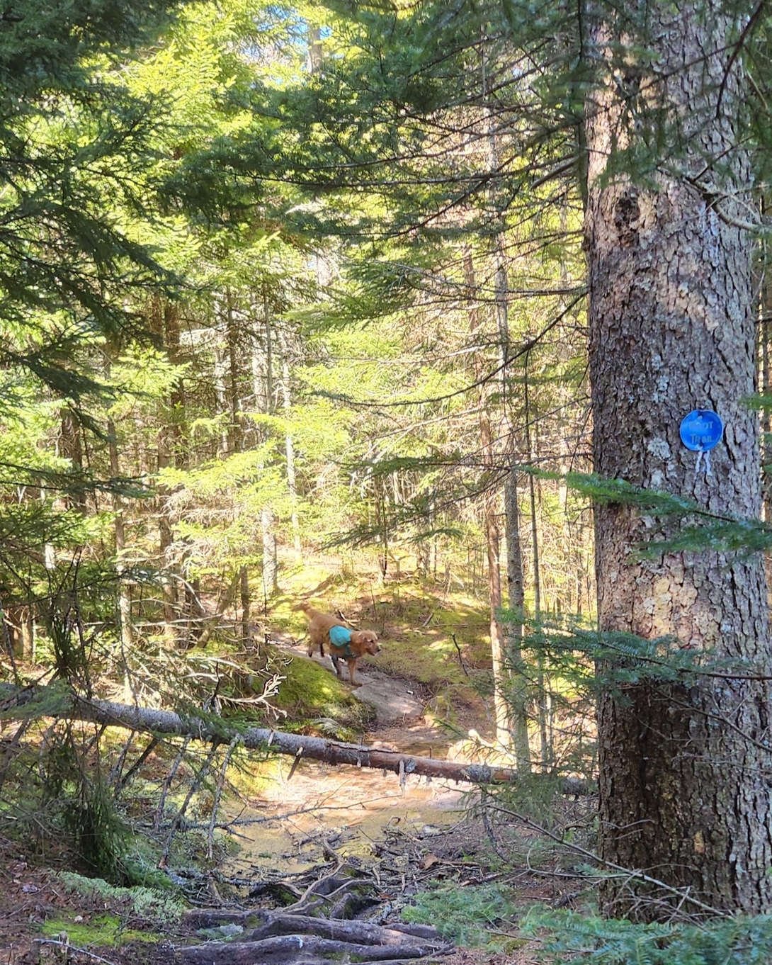 sunny jogging through the woods