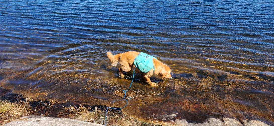 sunny enjoying the lake