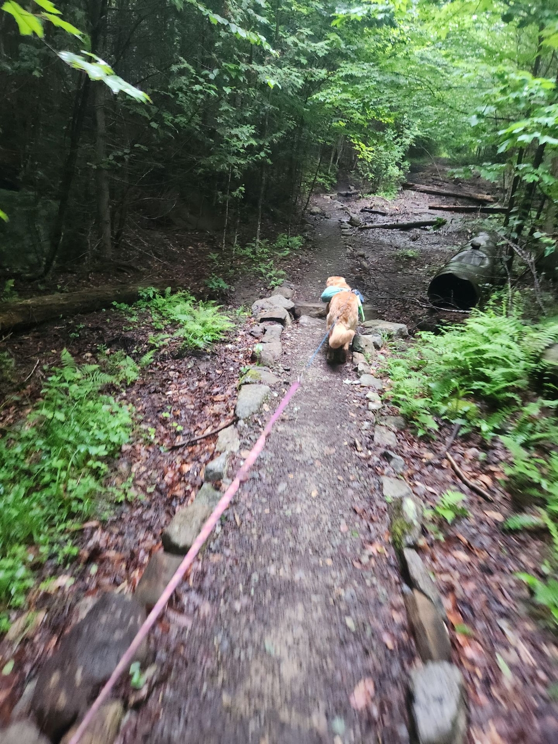 sunny on a really nice trail