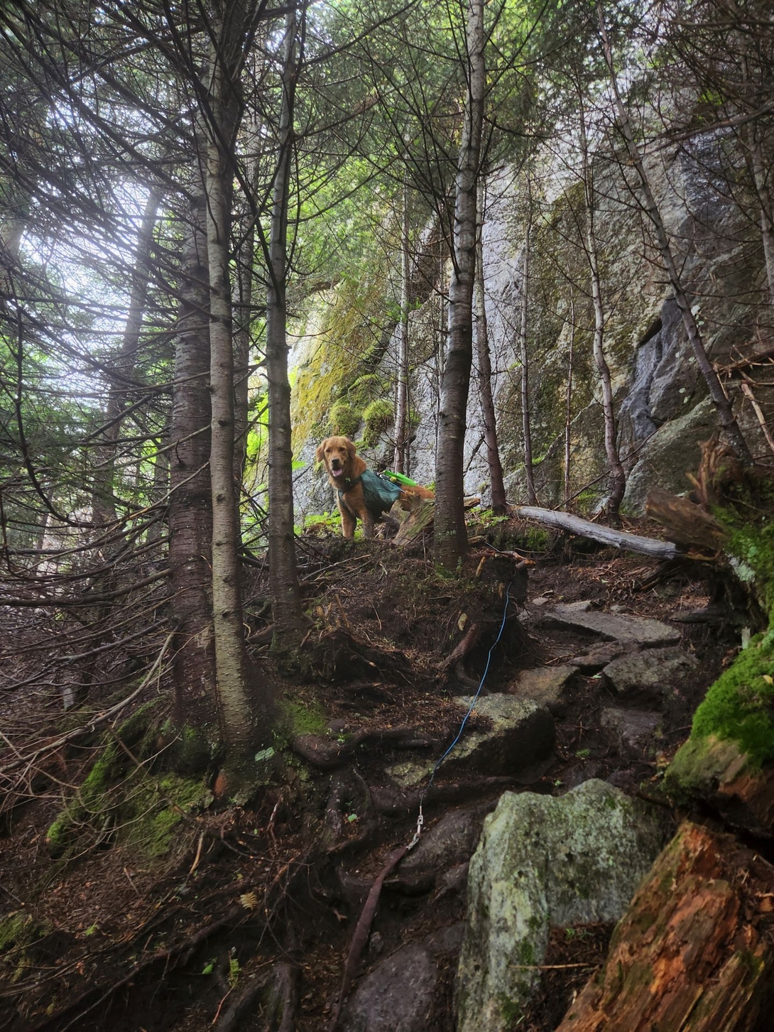 Sunny in the woods during the climb