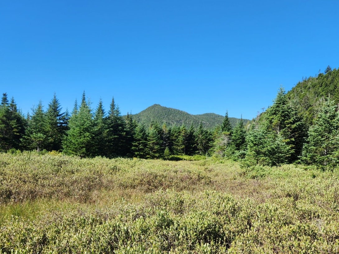 meadow