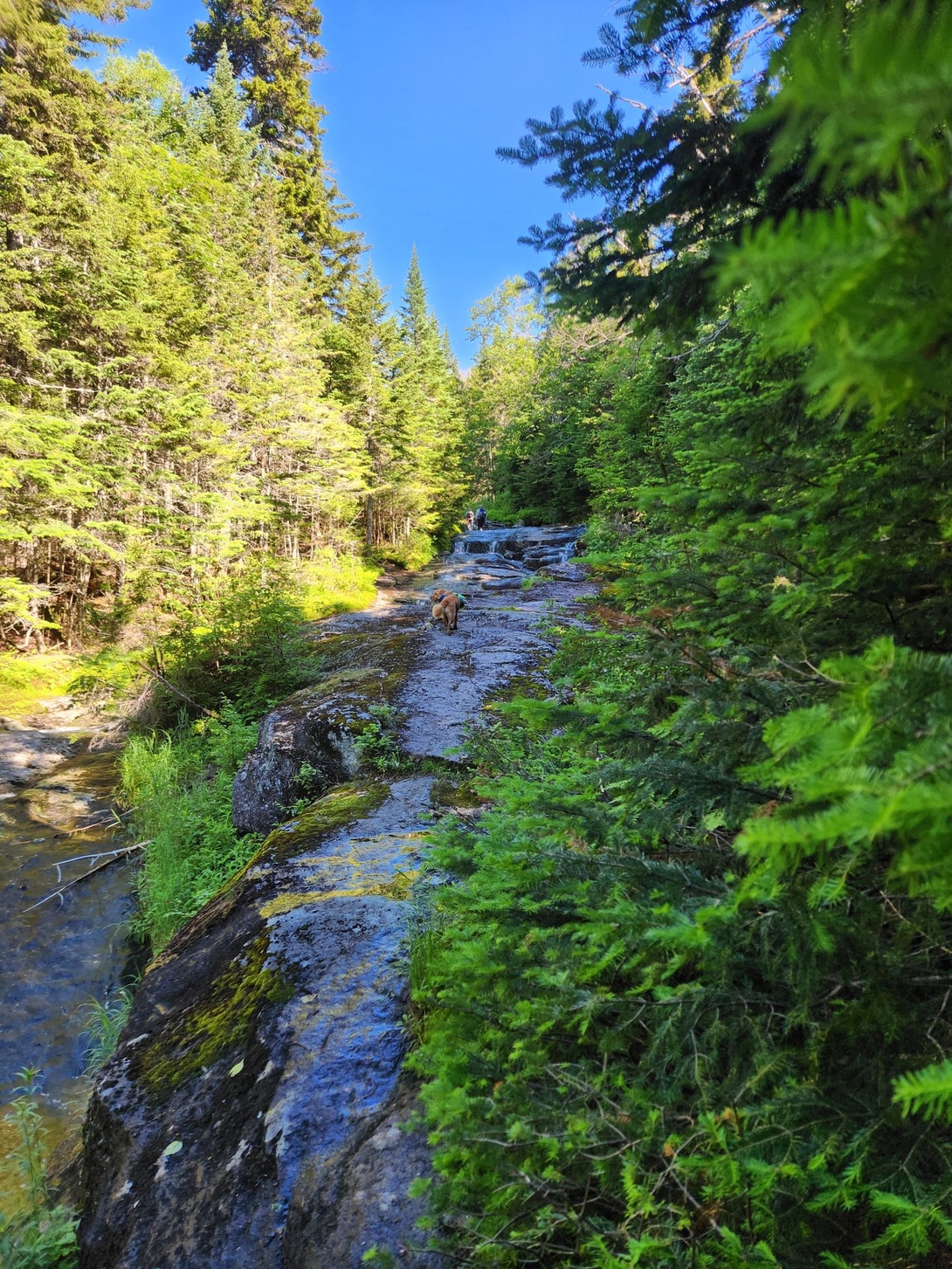 sunny on the slab headed upstream