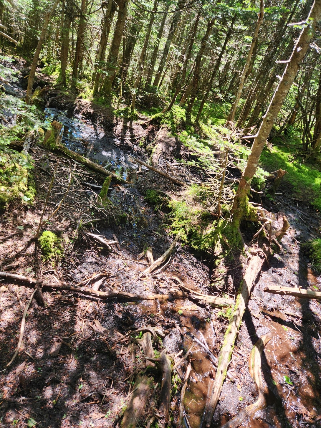 bog