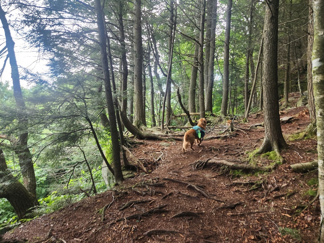 sunny on the trail hugging the mountainside