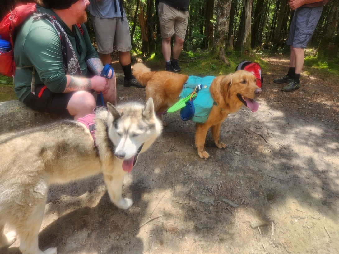 on cornell in the shade