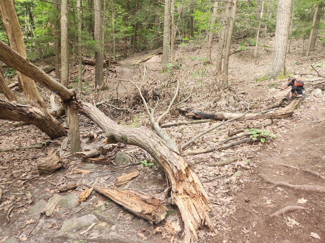 There were many deadfalls across the trail from the recent wind storms. We were able to clamber over them without much trouble.