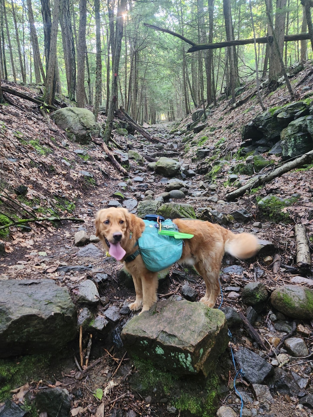 Sunny was very excited and only barely tolerated moving at Quinn pace.