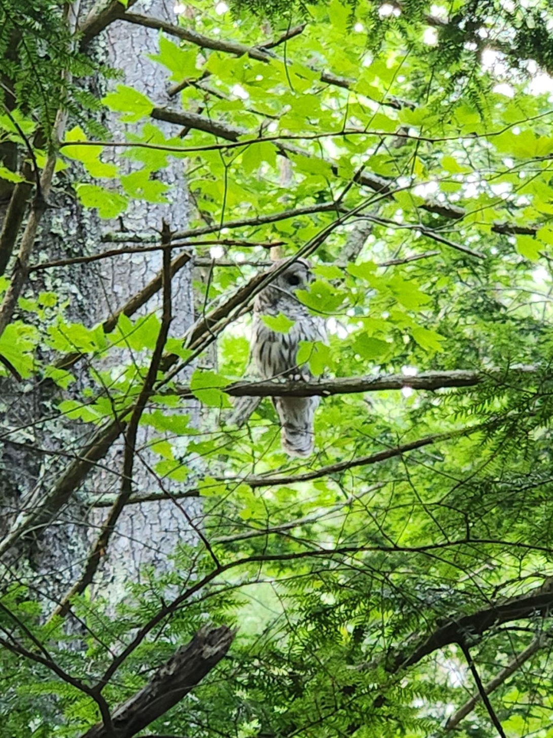 At one point an owl soared past us and lit on a branch. We got a good look at it before Sunny spooked it.