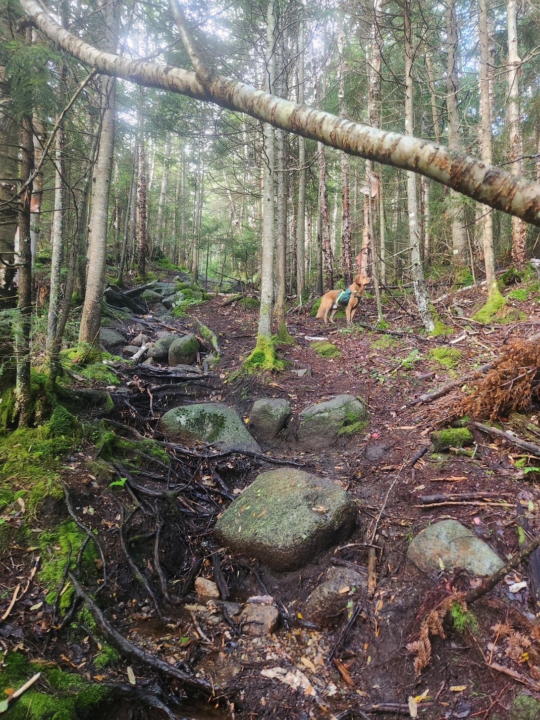 Roots and Rocks.