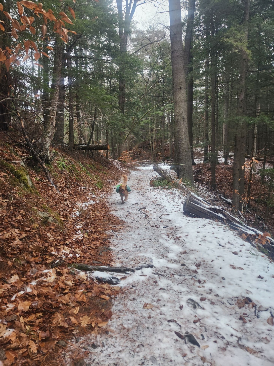 sunny running down trail