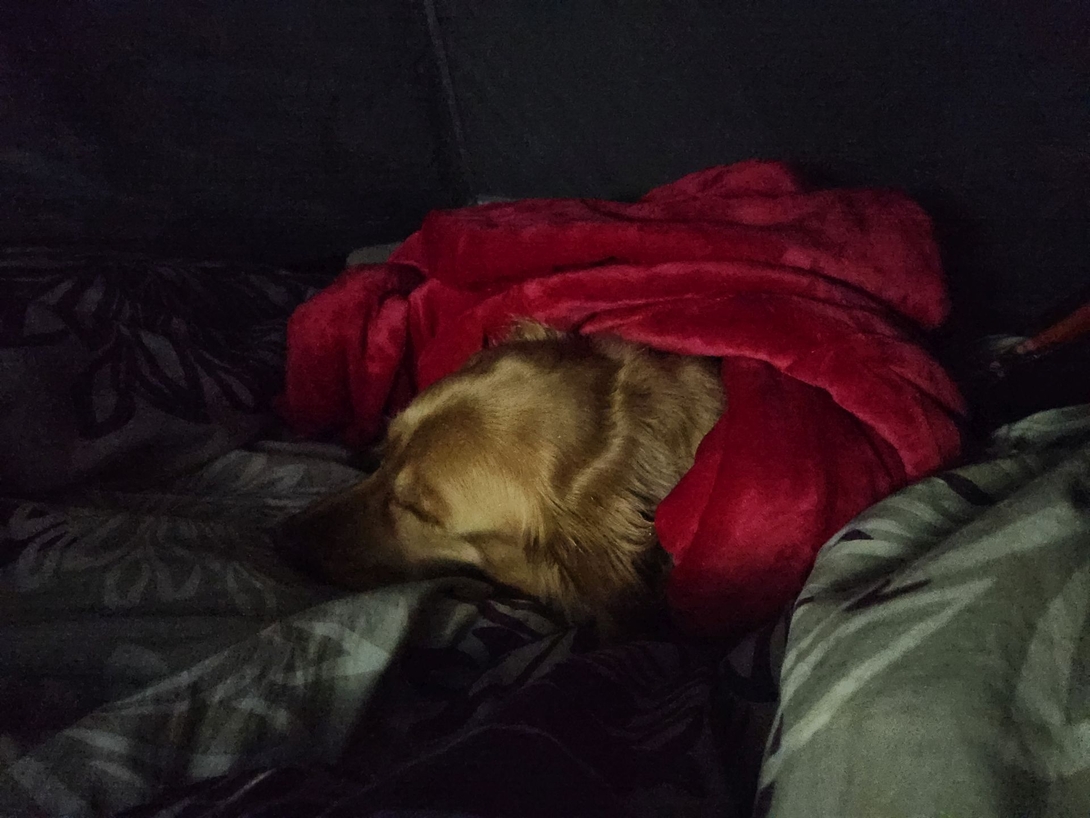 sunny in the blankets