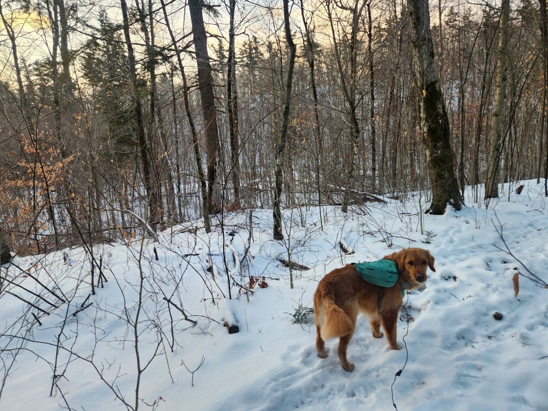 sunny on snowy trail
