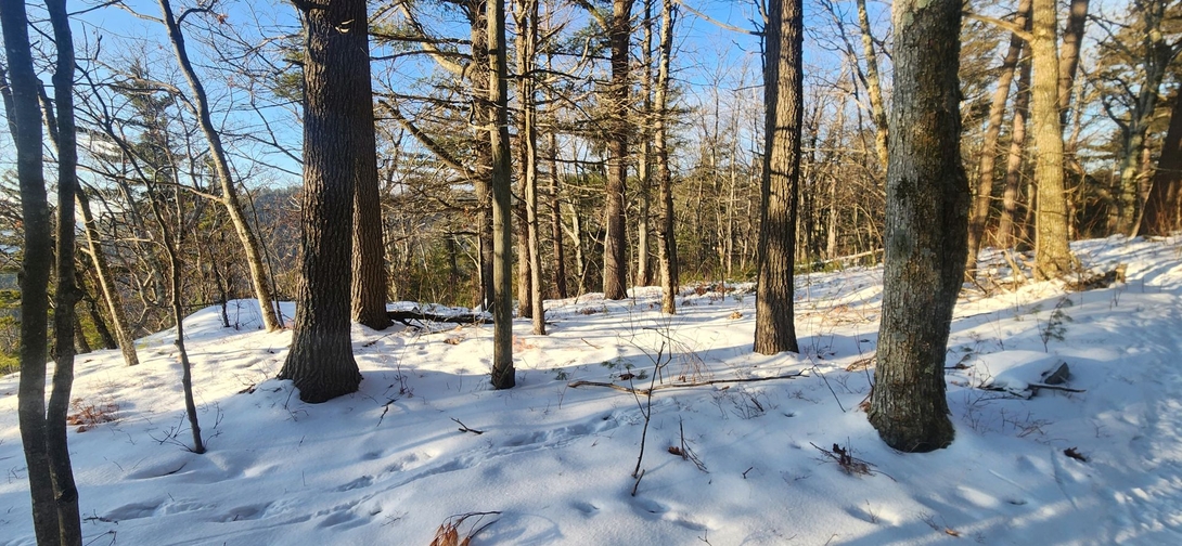 in the woods