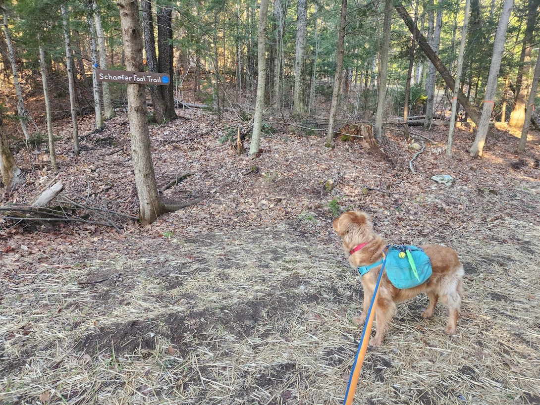 sunny checking out the trail signs