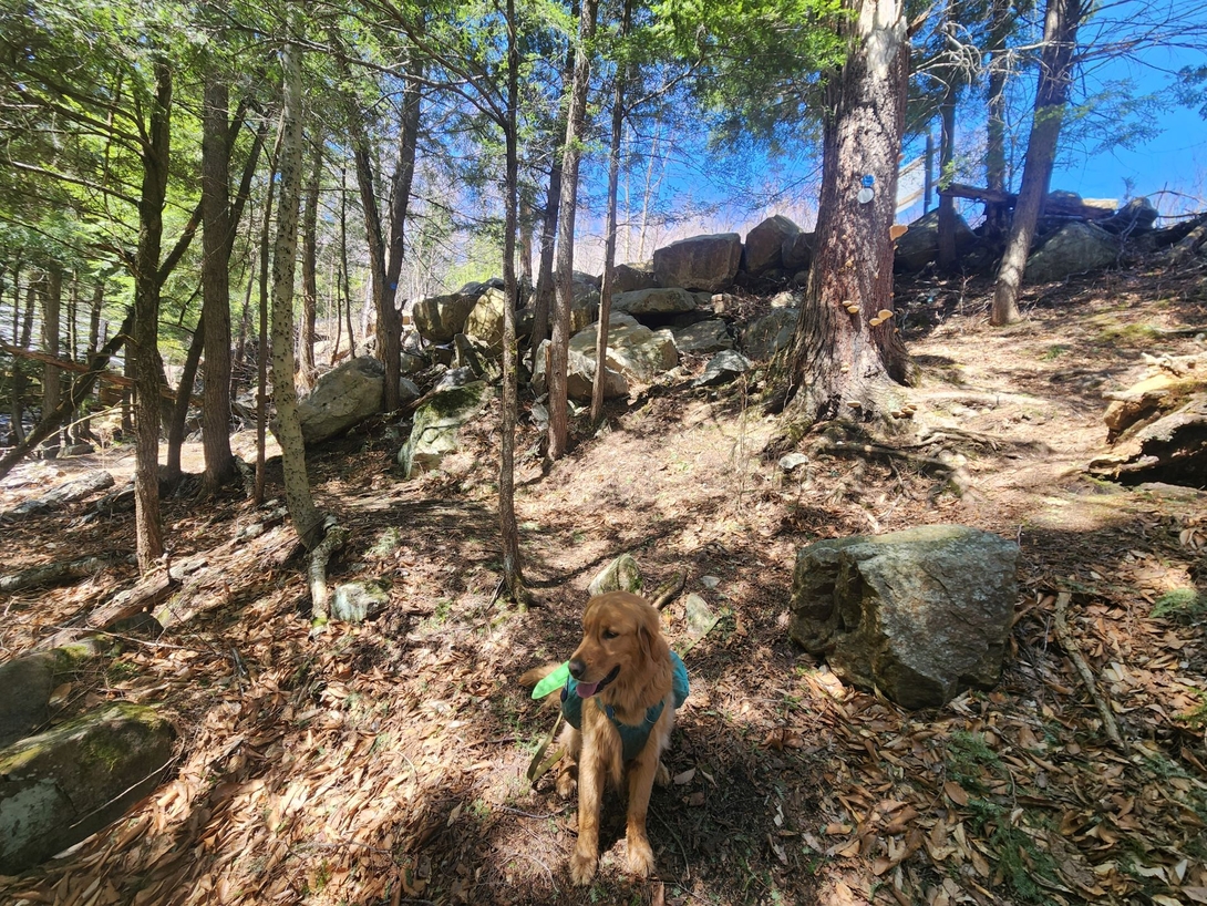 sunny at the alt rout around the bridge under