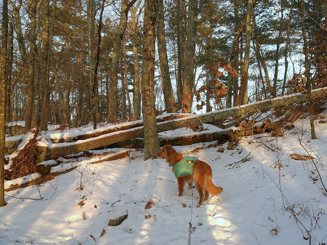 sunny and blowdown