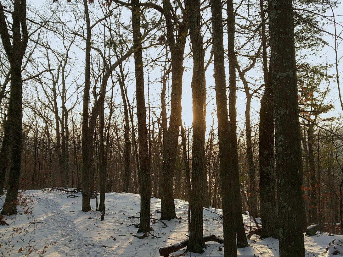 light through the trees