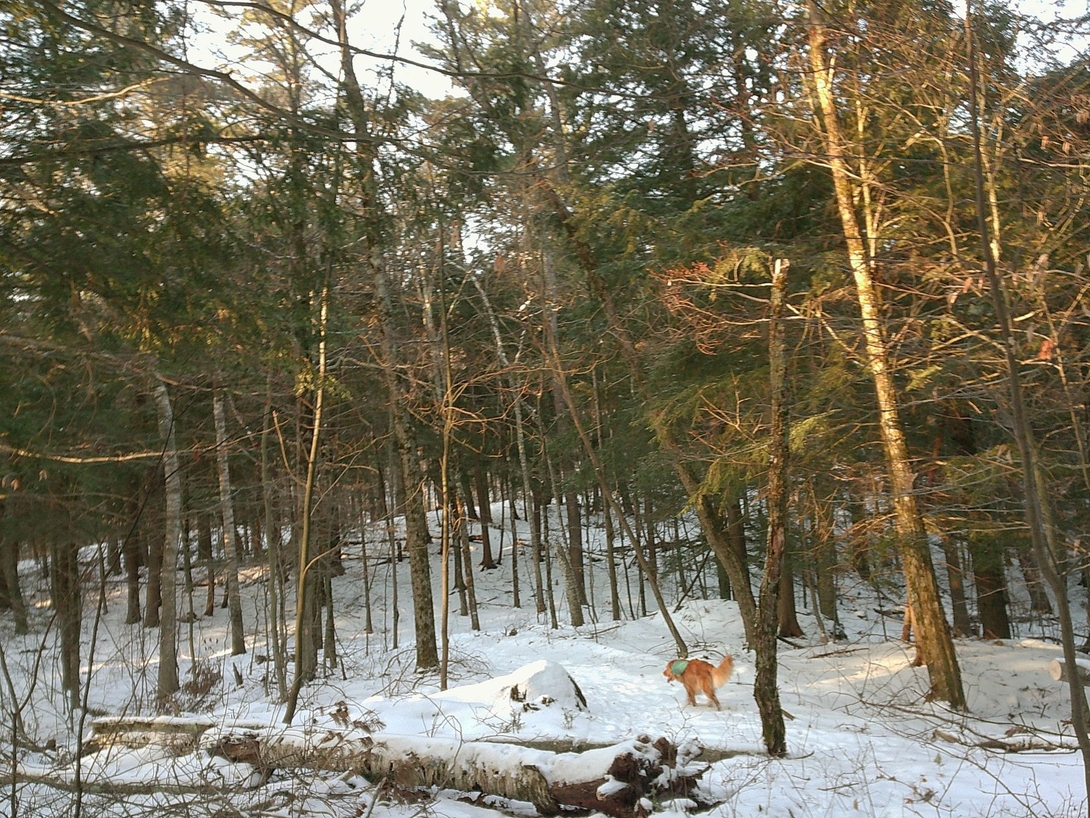 running through the woods
