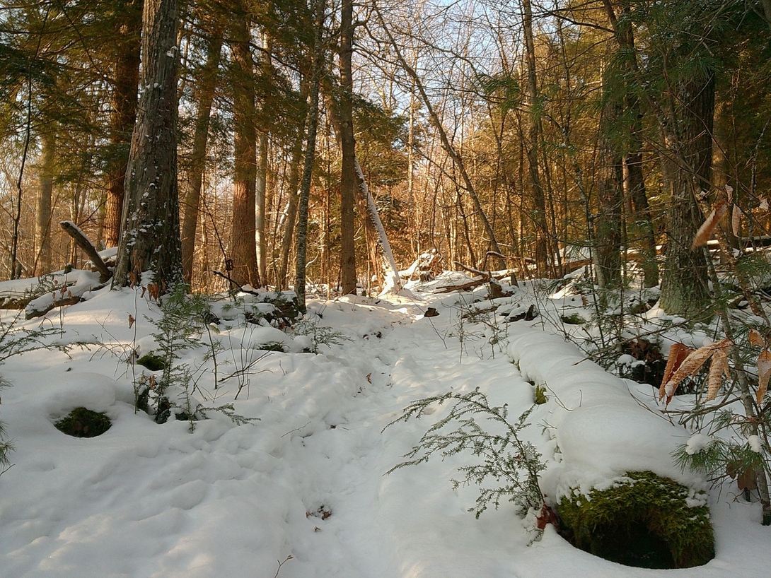 through the snow