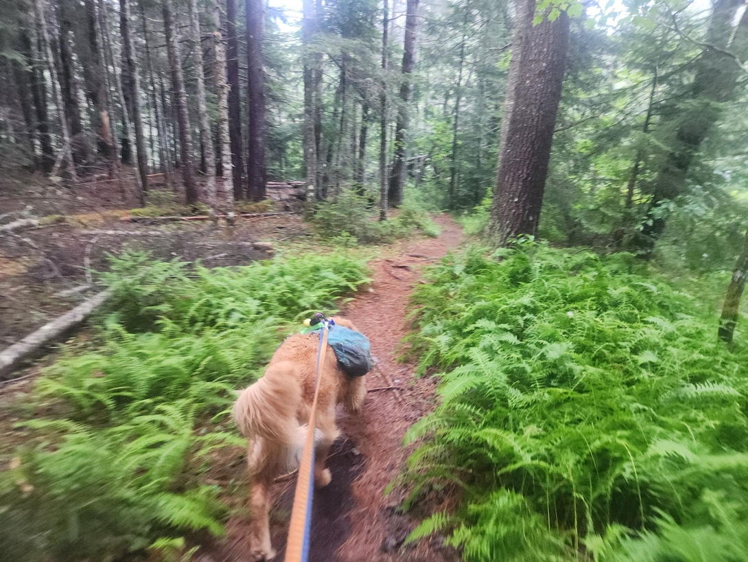 walk in the woods