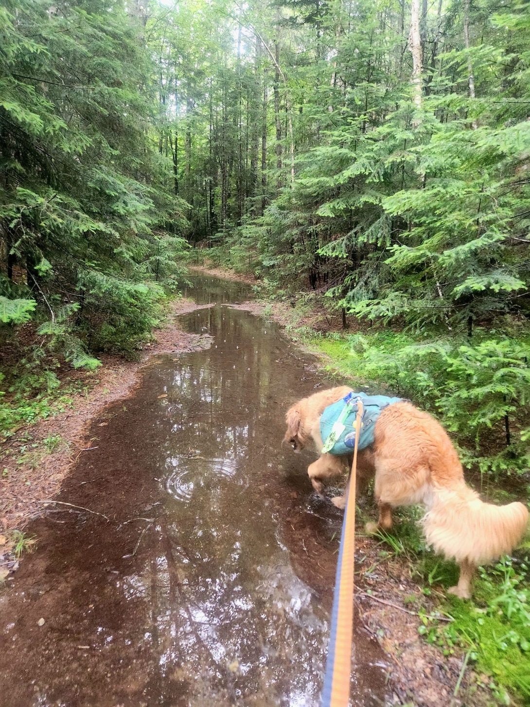 standing water