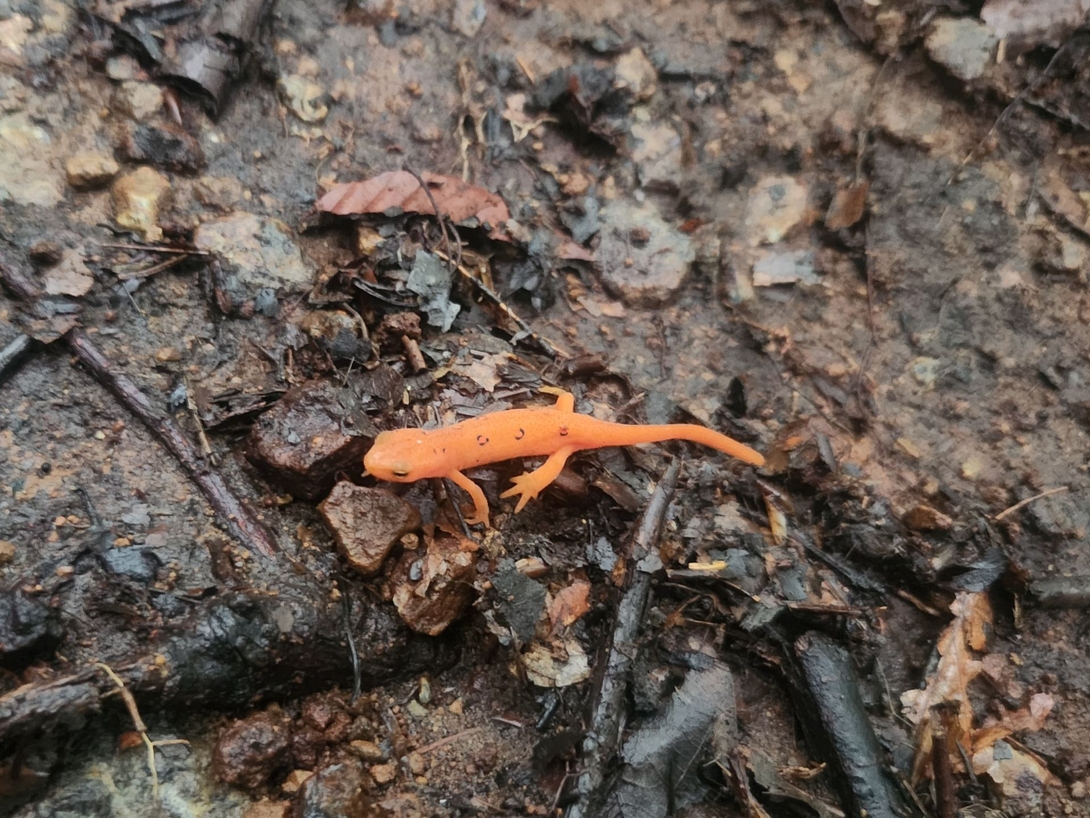 salamander
