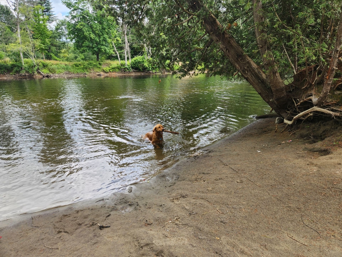 dog stick