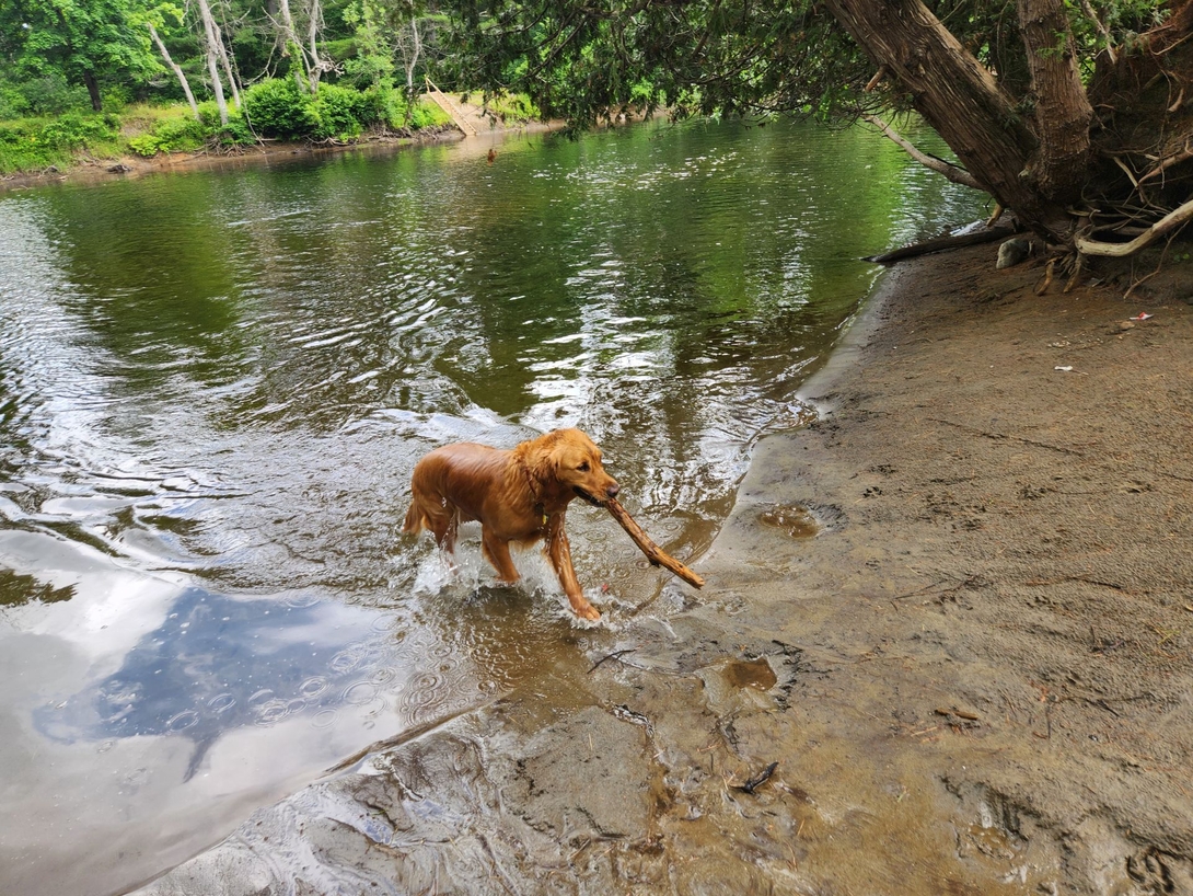 dog stick