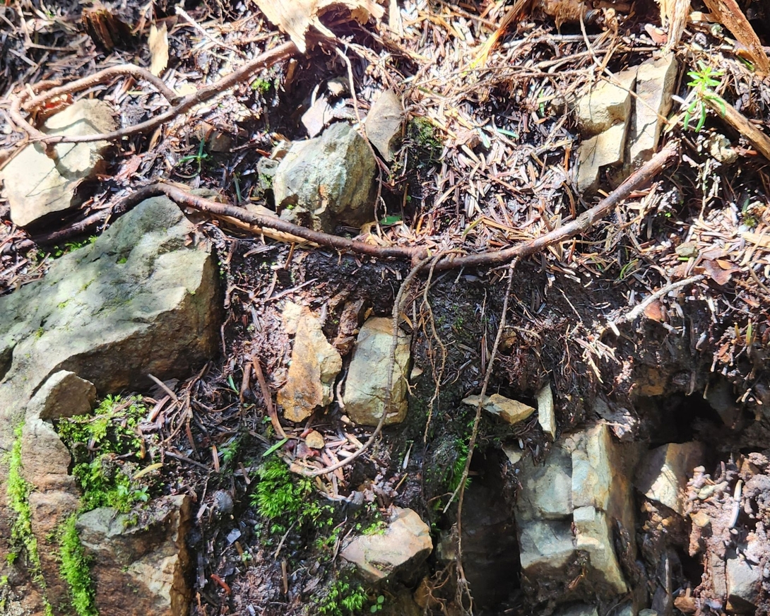 limestone