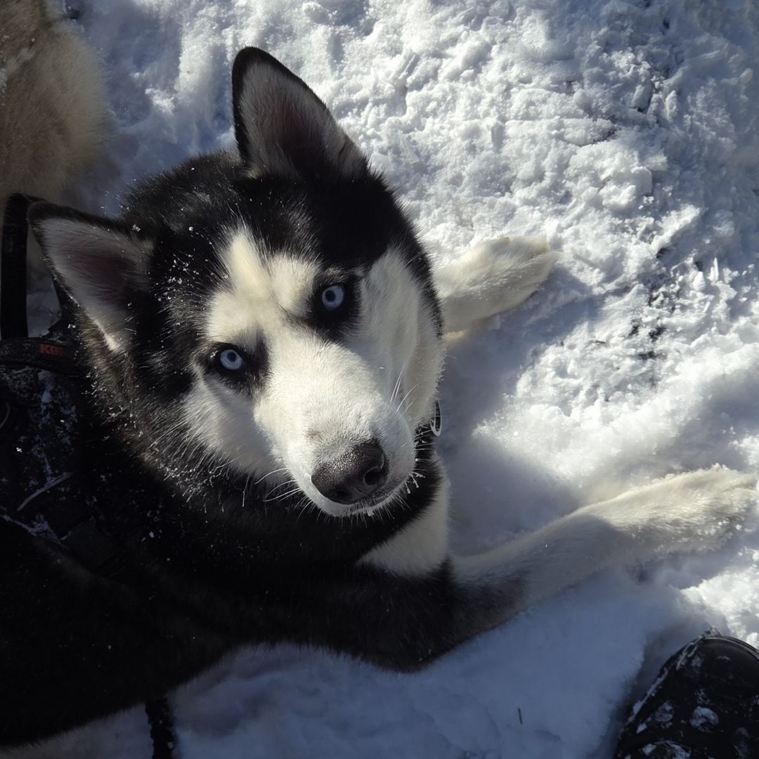 zuko