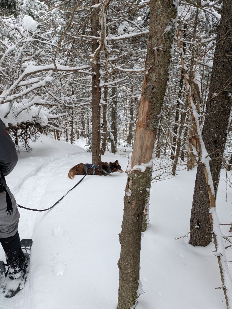 Mouses! Squirrels! Moles! Poop!