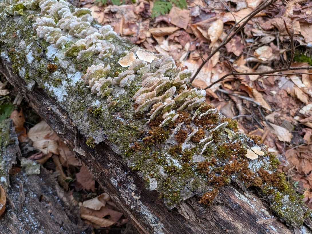 log with mushrooms and snow