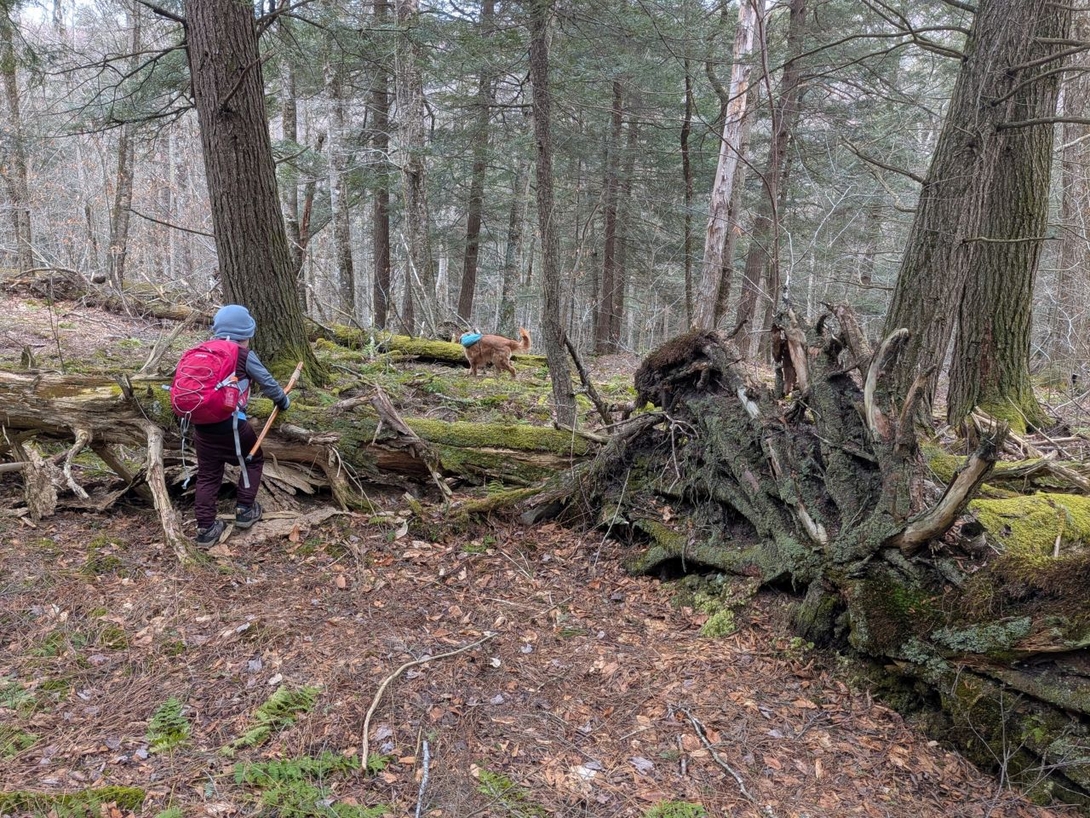 more bushwhacking