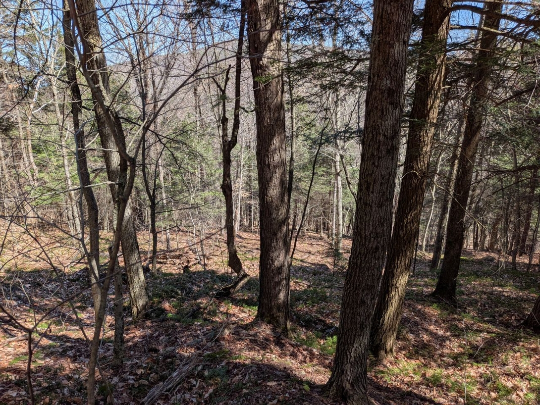 bushwhack view below