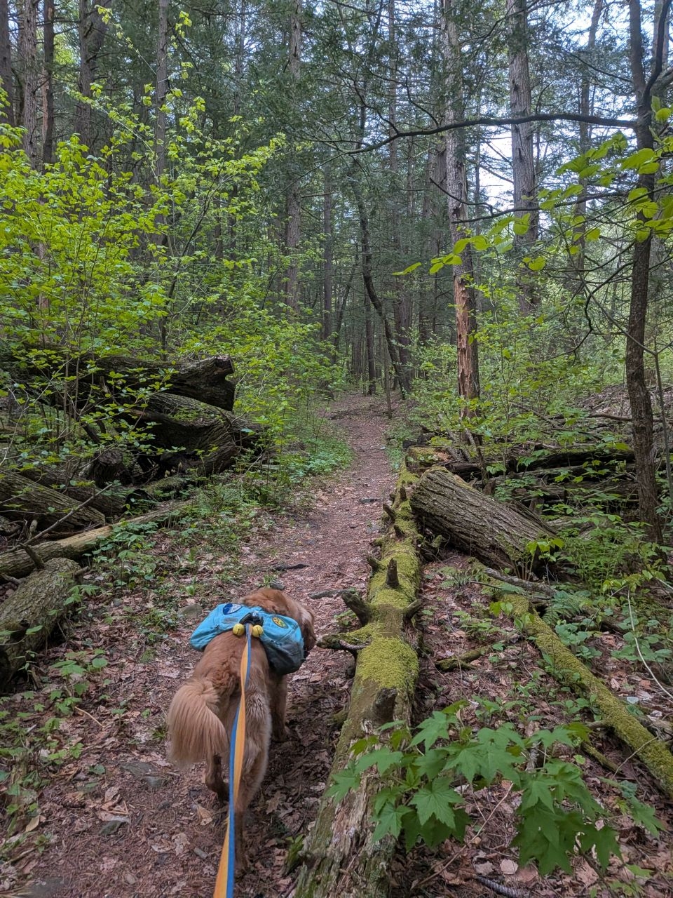 woods