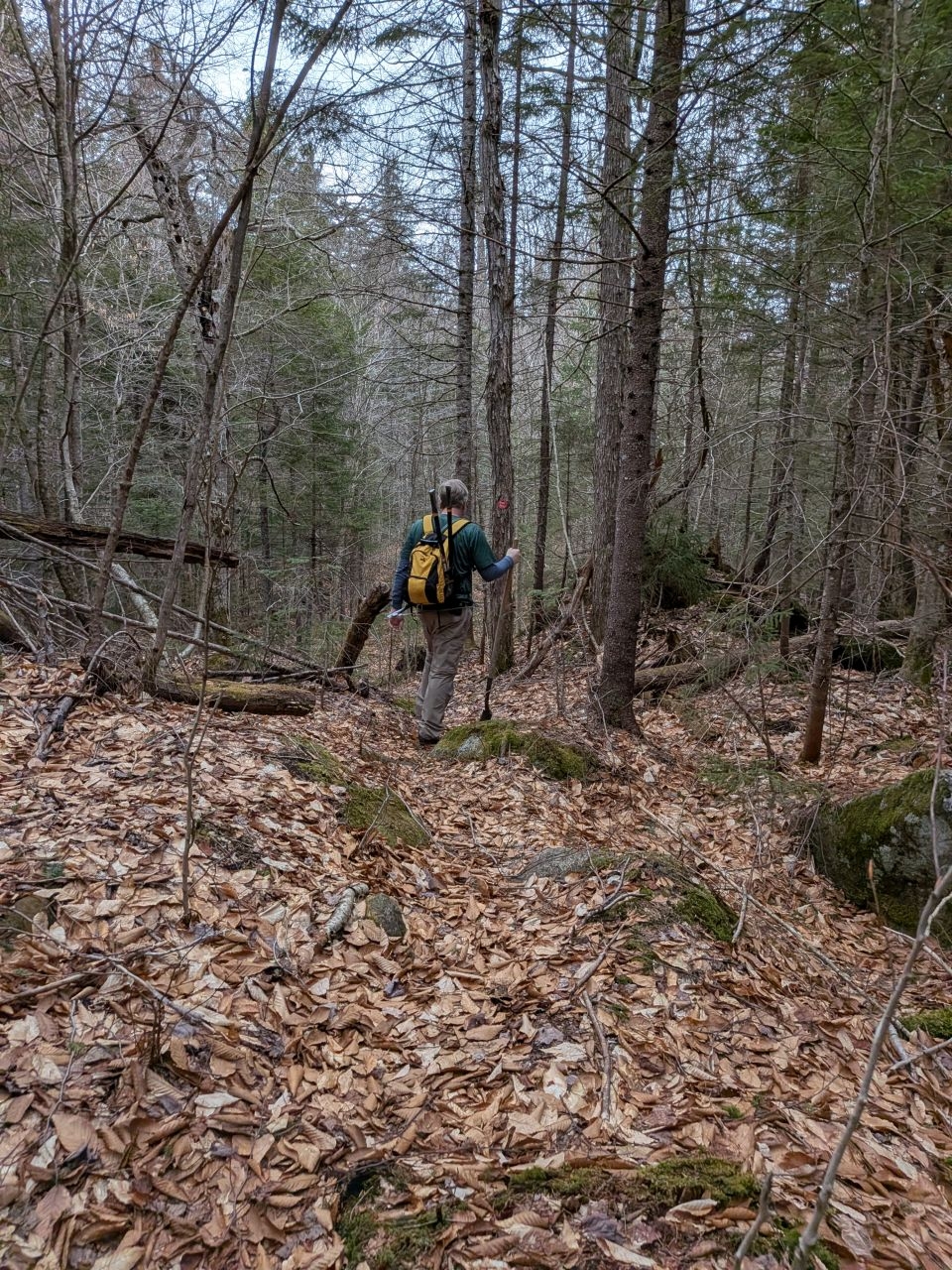 through the woods