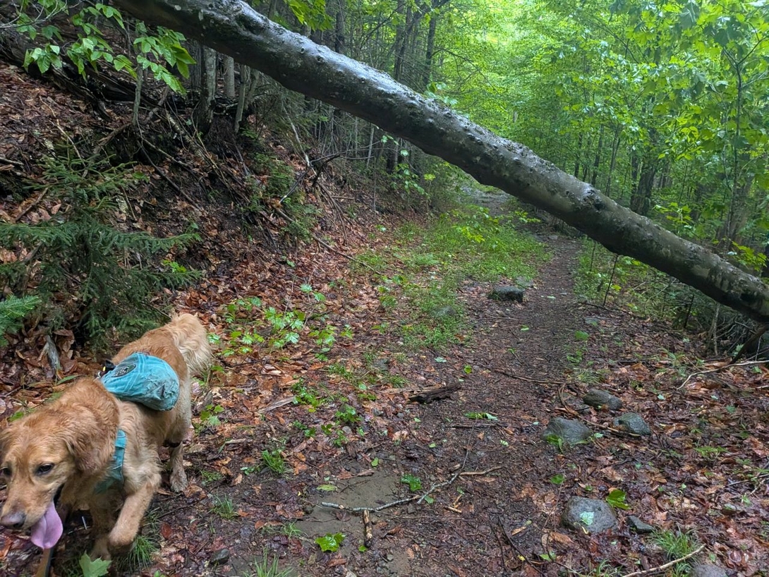 log