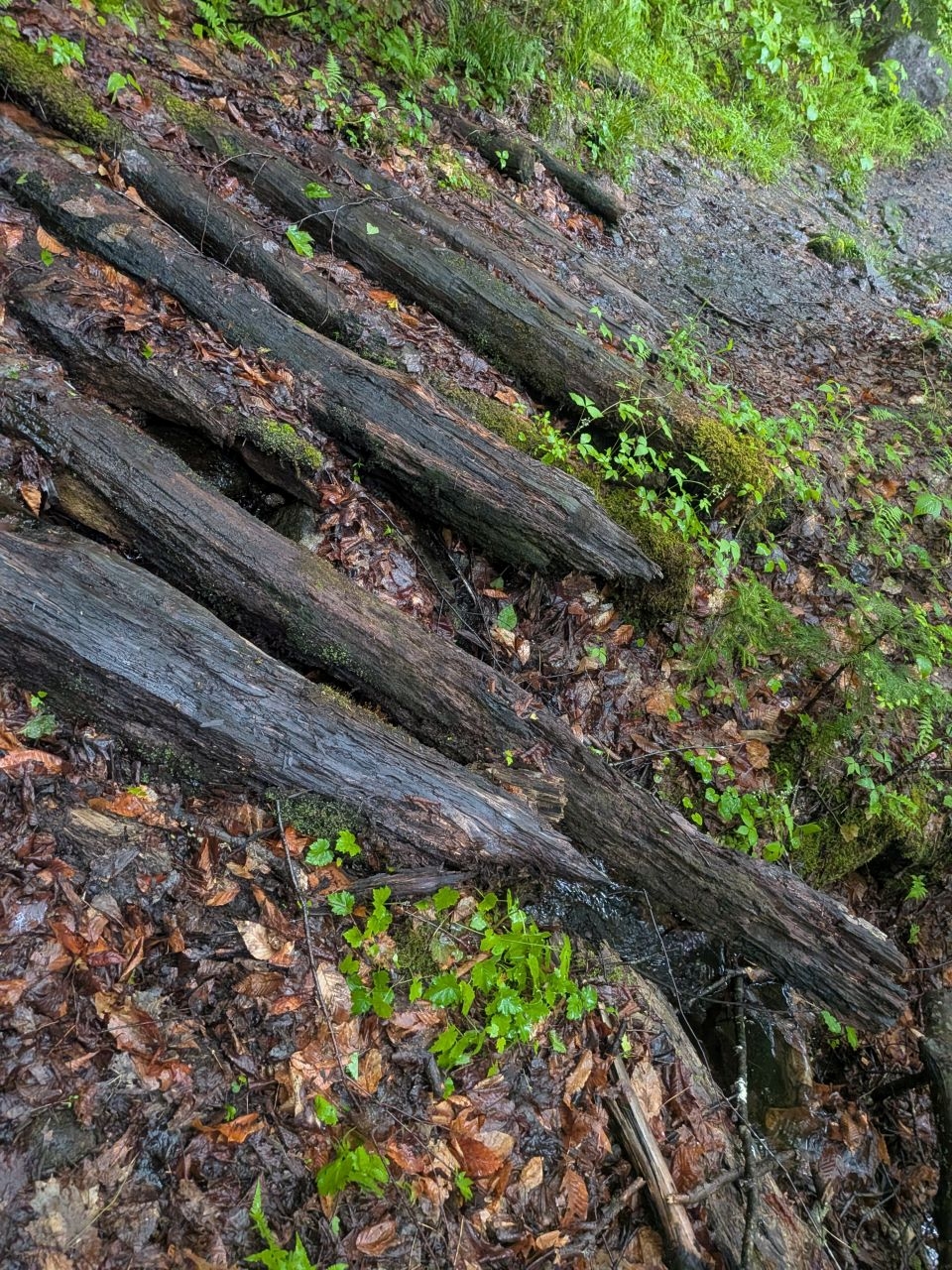 logs