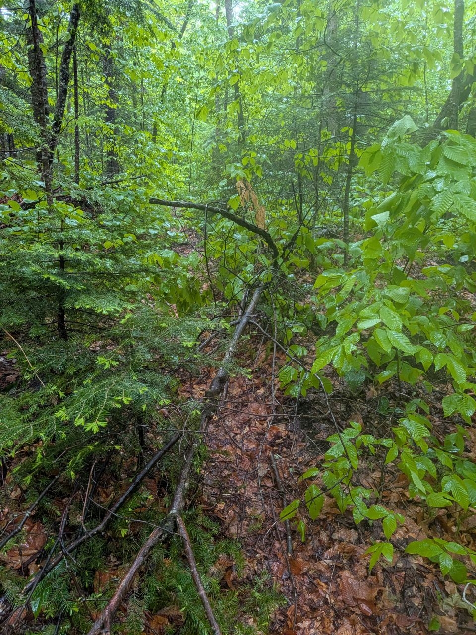 Light blowdown