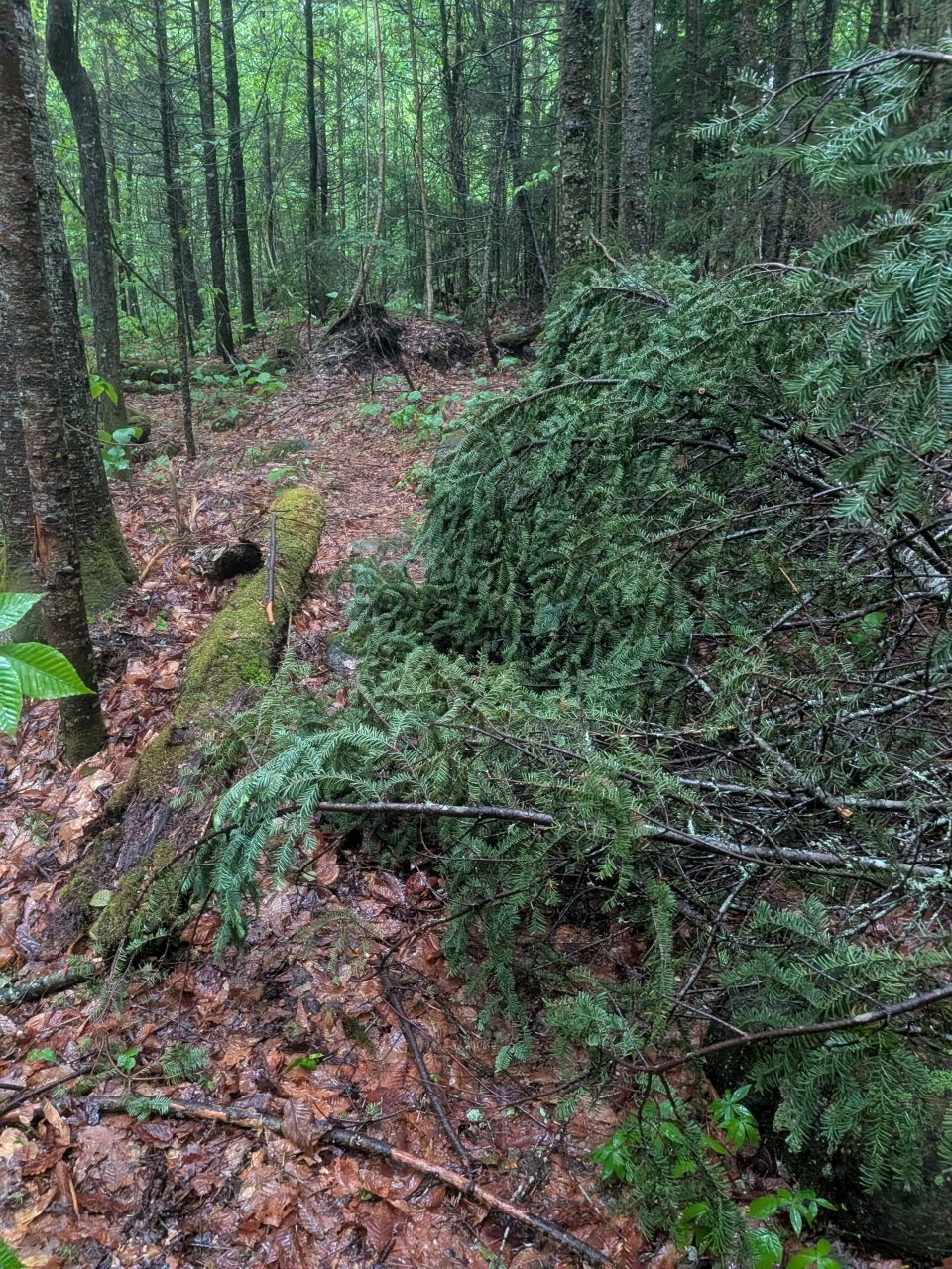 light blowdown