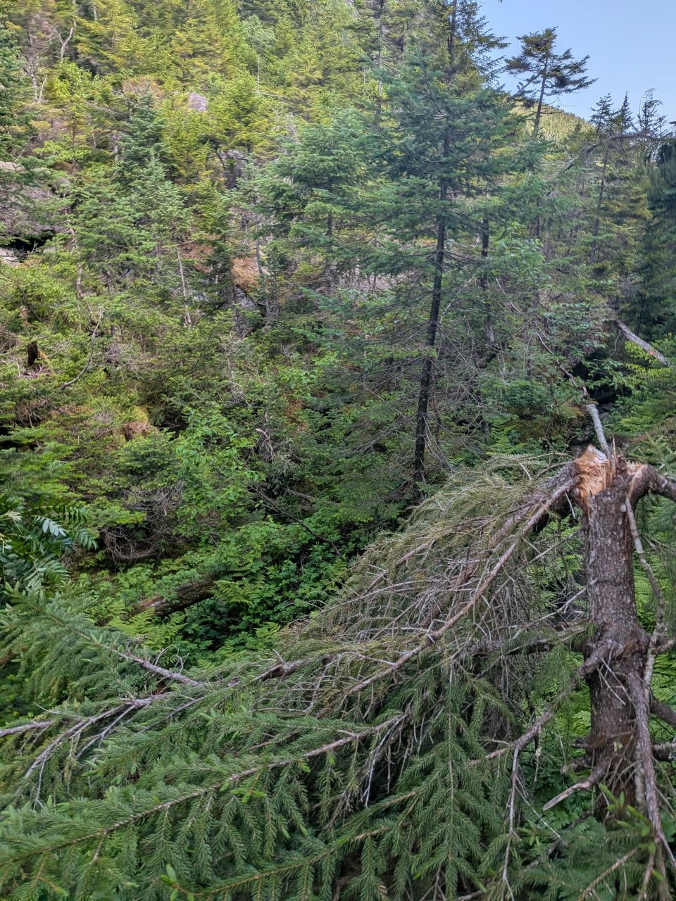 where's  the  trail