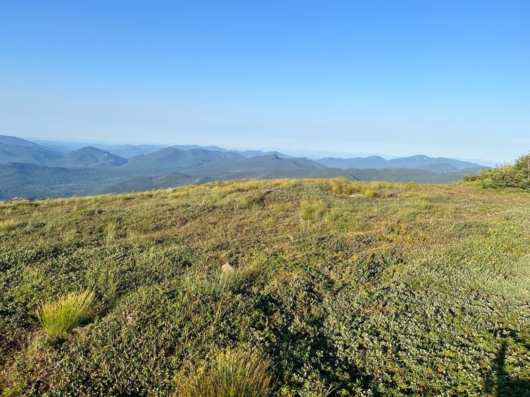 meadow