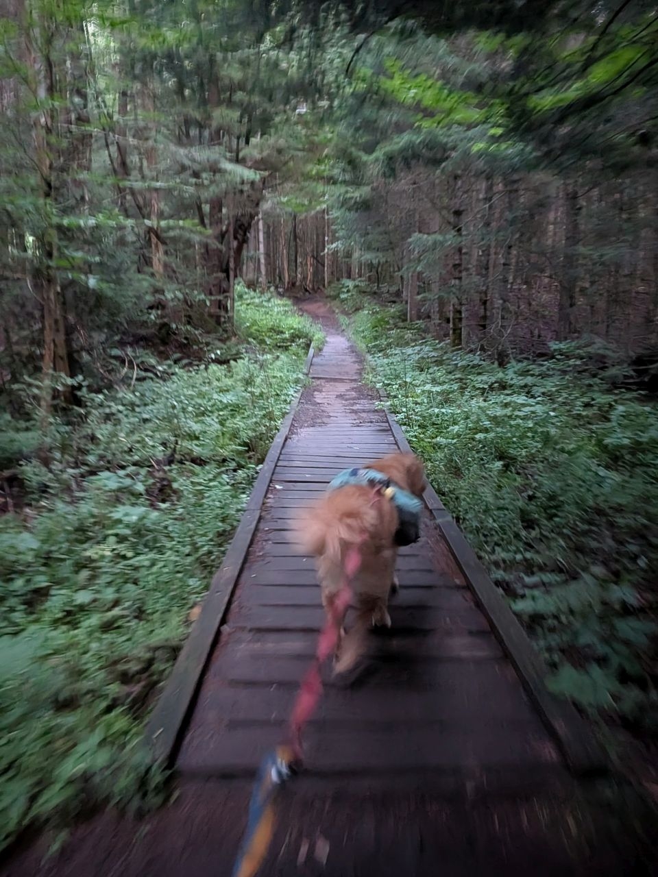 boardwalk on the trail around the Southern side of Heart Lake.
