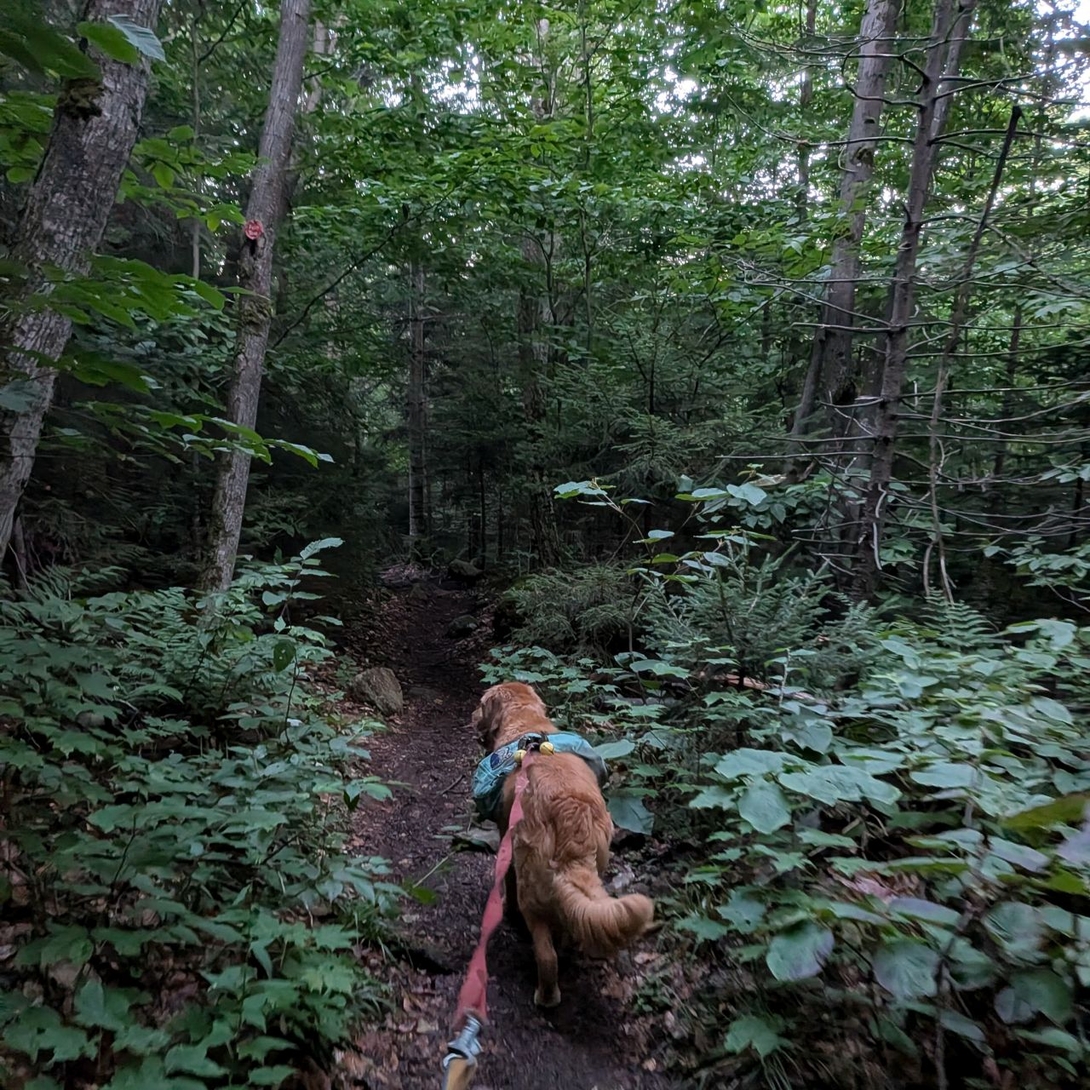 sunny on indian pass trail