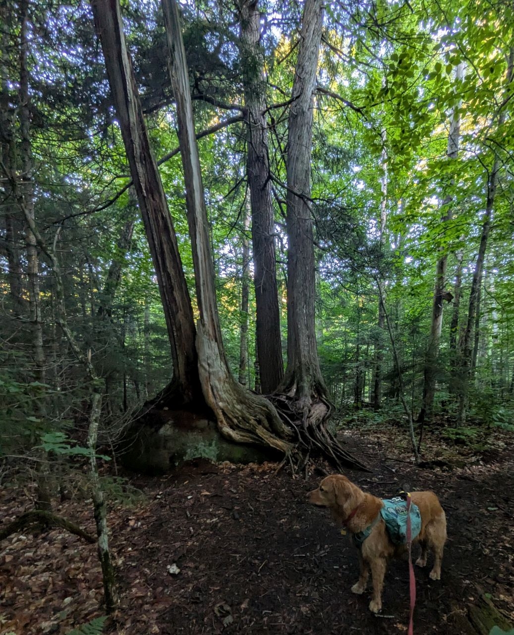 cool trees