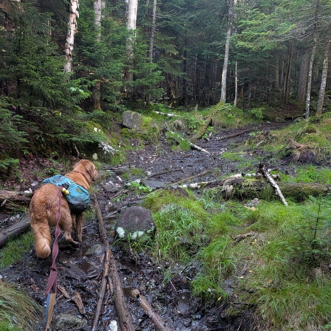 muddy section