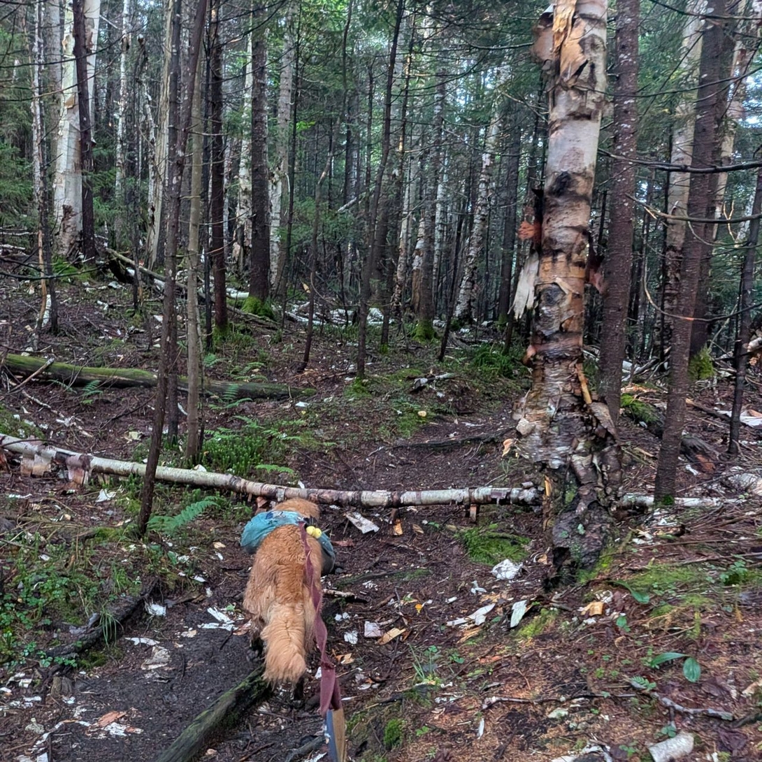 more birch