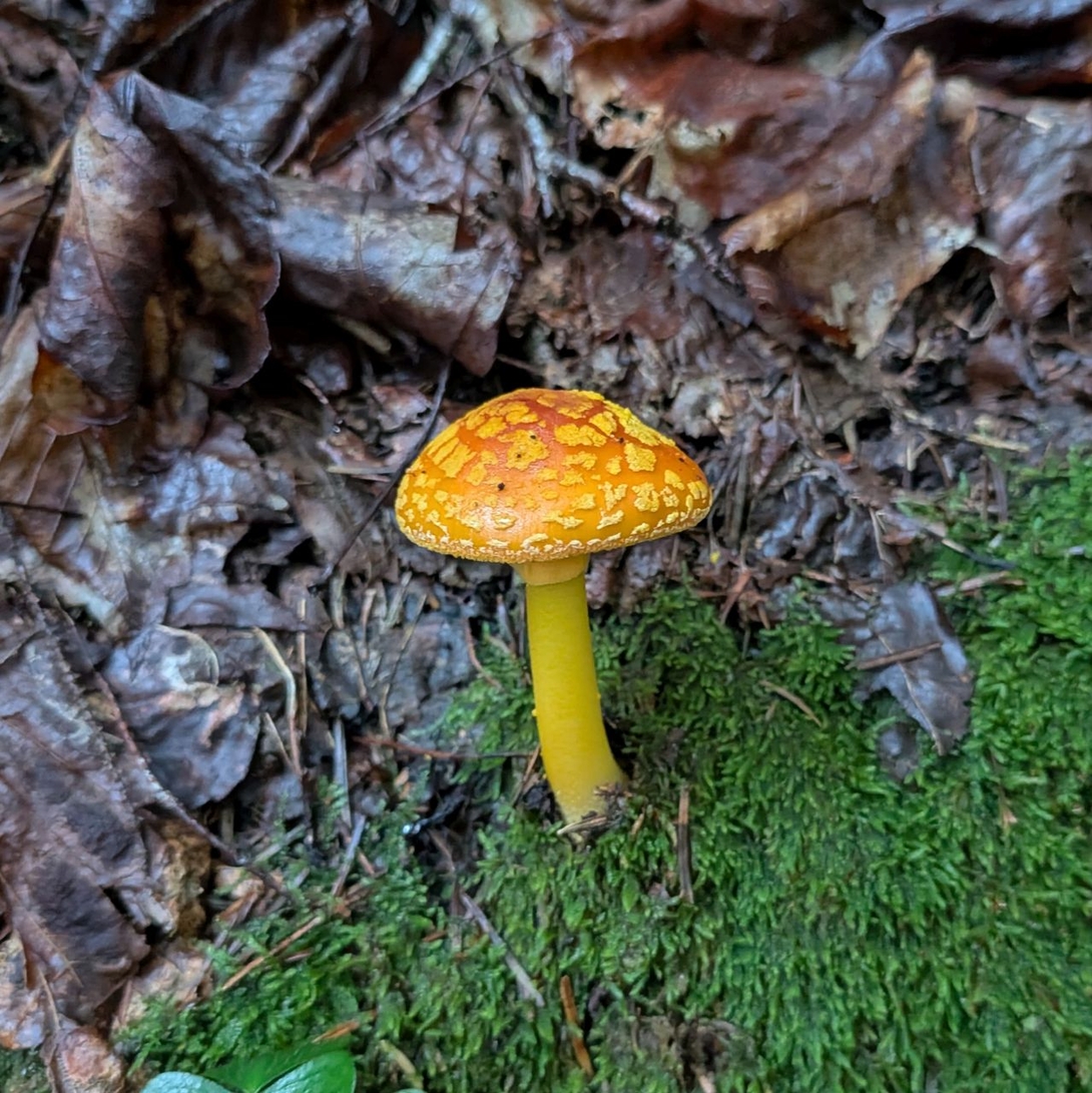 mushroom on trail